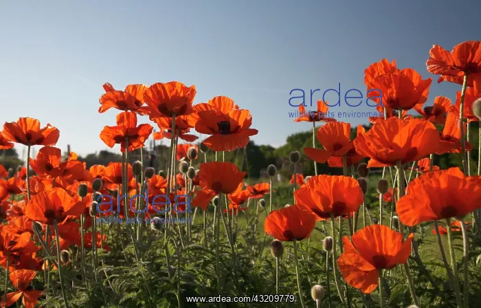 : Poppy, Papaver : Poppy, Papaver