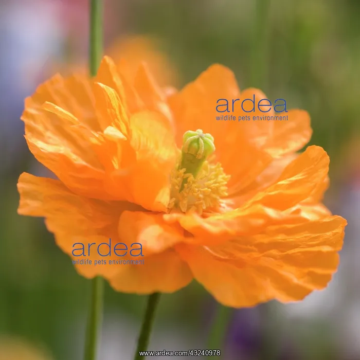 : Poppy, Papaver : Poppy, Papaver