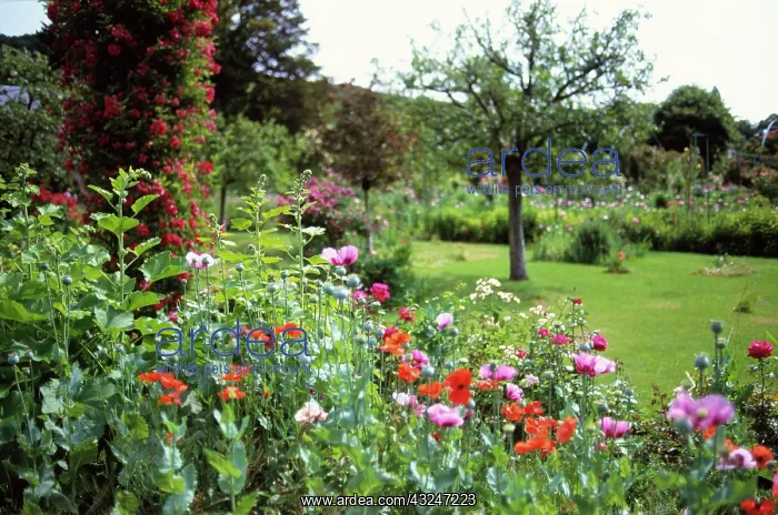 : Poppy, Papaver : Poppy, Papaver
