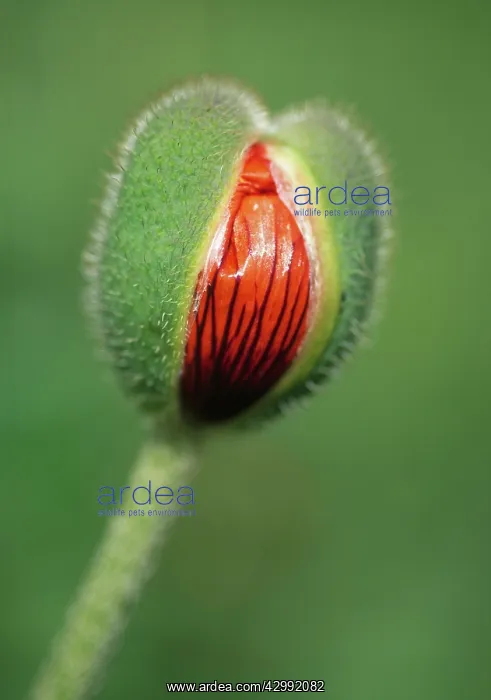 : Poppy, Papaver bracteatum : Poppy, Papaver bracteatum