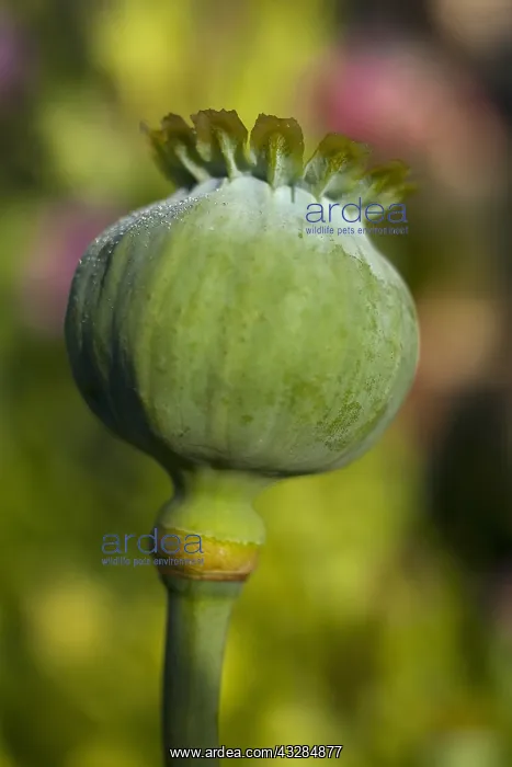 : Poppy, Papaver, Close up of green seed pod growing : Poppy, Papaver, Close up of green seed pod growing