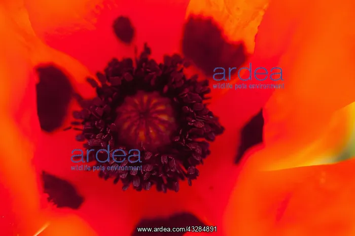 : Poppy, Papaver, Close up of red coloured flower : Poppy, Papaver, Close up of red coloured flower