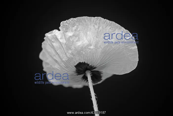 : Poppy, Papaver commutatum Ladybird, black and white flower : Poppy, Papaver commutatum Ladybird, black and white flower