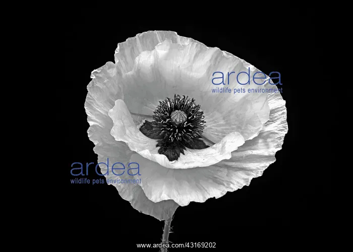 : Poppy, Papaver commutatum Ladybird, black and white flower : Poppy, Papaver commutatum Ladybird, black and white flower