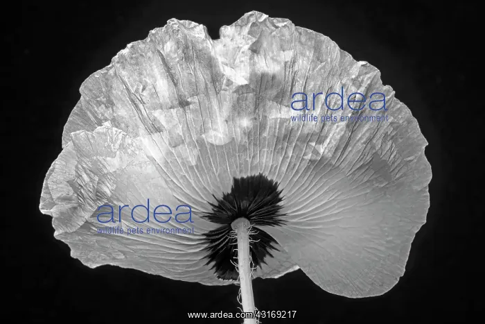 : Poppy, Papaver commutatum Ladybird, black and white flower : Poppy, Papaver commutatum Ladybird, black and white flower