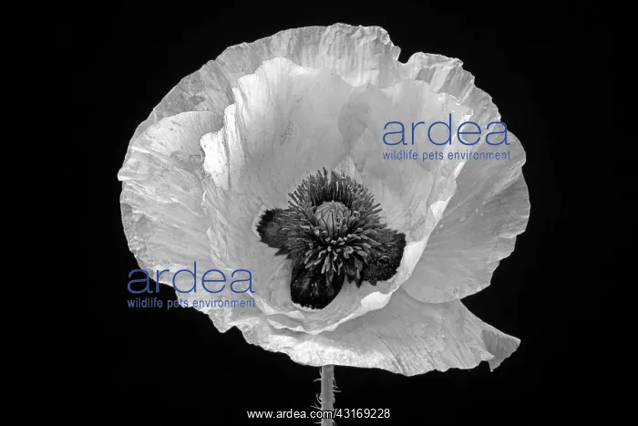 : Poppy, Papaver commutatum Ladybird, black and white flower : Poppy, Papaver commutatum Ladybird, black and white flower