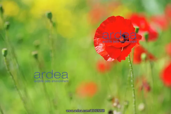 : Poppy, Papaver commutatum Ladybird, red flowers amongst ot : Poppy, Papaver commutatum Ladybird, red flowers amongst ot