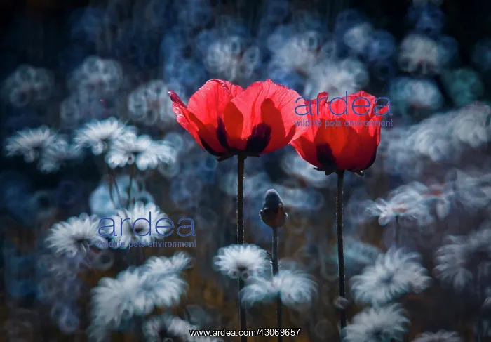 : Poppy, Papaver cultivar, Two open poppies amongst soft focus flower heads : Poppy, Papaver cultivar, Two open poppies amongst soft focus flower heads