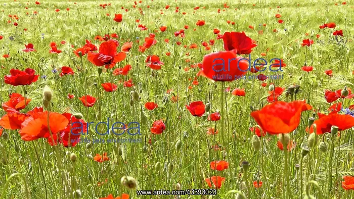 : Poppy (Papaver) flowering strip in grain field : Poppy (Papaver) flowering strip in grain field