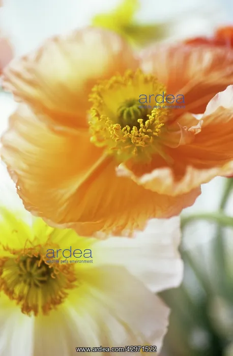 : Poppy, Papaver nudicale, Icelandic Poppy, Papaver croceum : Poppy, Papaver nudicale, Icelandic Poppy, Papaver croceum