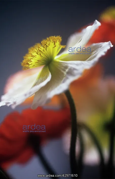 : Poppy, Papaver nudicale, Icelandic Poppy, Papaver croceum : Poppy, Papaver nudicale, Icelandic Poppy, Papaver croceum