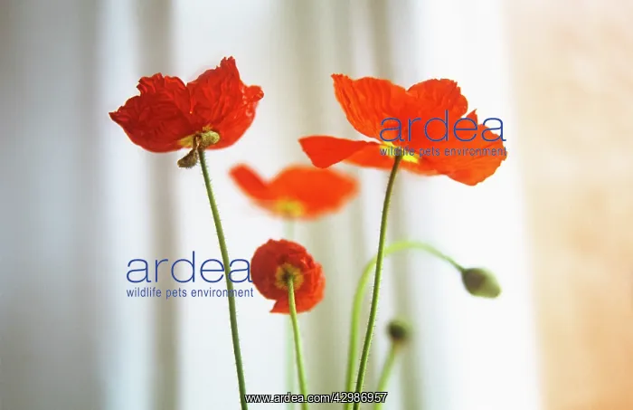 : Poppy, Papaver nudicale, Icelandic poppy, Papaver croceum : Poppy, Papaver nudicale, Icelandic poppy, Papaver croceum