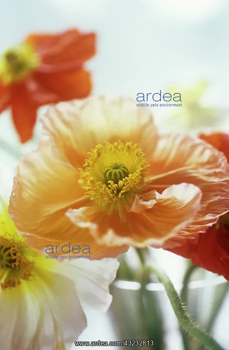 : Poppy, Papaver nudicale, Icelandic Poppy, Papaver croceum : Poppy, Papaver nudicale, Icelandic Poppy, Papaver croceum