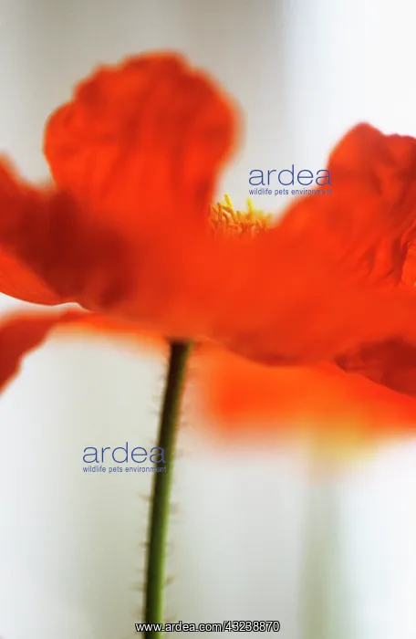 : Poppy, Papaver nudicale, Icelandic poppy, Papaver croceum : Poppy, Papaver nudicale, Icelandic poppy, Papaver croceum