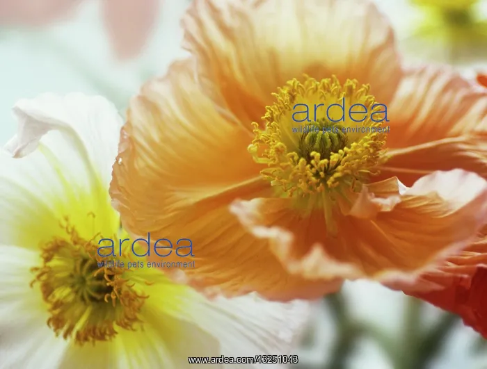 : Poppy, Papaver nudicale, Icelandic Poppy, Papaver croceum : Poppy, Papaver nudicale, Icelandic Poppy, Papaver croceum