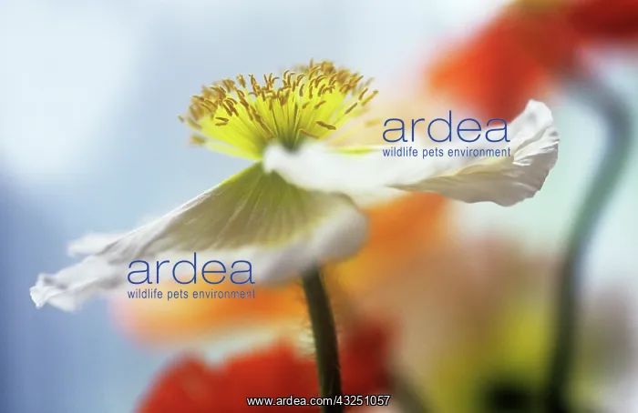 : Poppy, Papaver nudicale, Icelandic Poppy, Papaver croceum : Poppy, Papaver nudicale, Icelandic Poppy, Papaver croceum