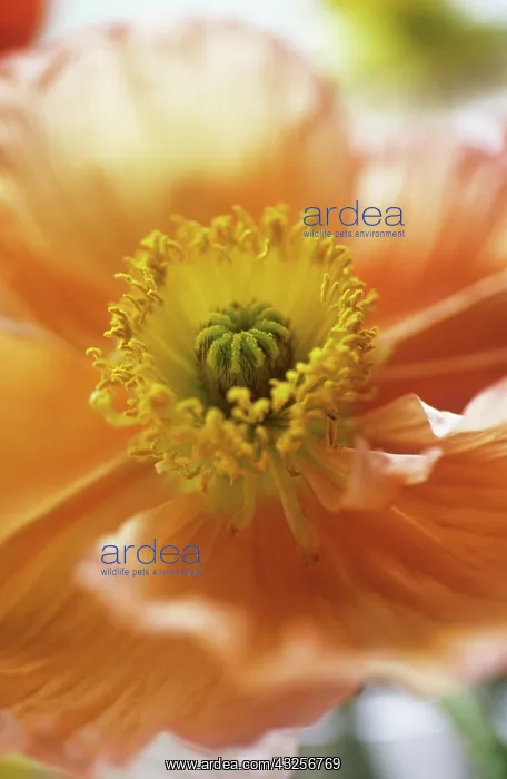 : Poppy, Papaver nudicale, Icelandic Poppy, Papaver croceum : Poppy, Papaver nudicale, Icelandic Poppy, Papaver croceum