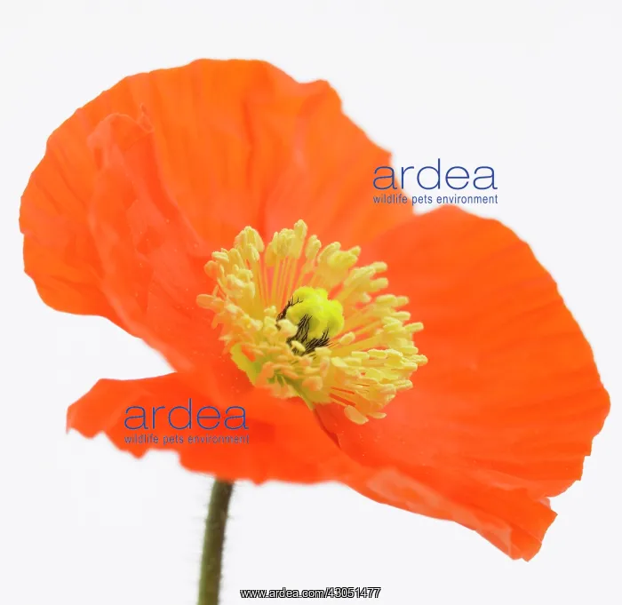 : Poppy, Papaver nudicaule Champagne Bubbles, Icelandic poppy : Poppy, Papaver nudicaule Champagne Bubbles, Icelandic poppy