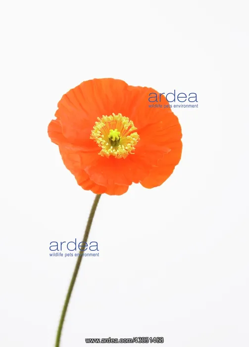 : Poppy, Papaver nudicaule Champagne Bubbles, Icelandic poppy : Poppy, Papaver nudicaule Champagne Bubbles, Icelandic poppy