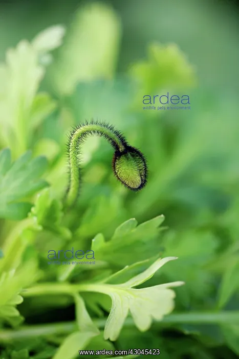: Poppy, Papaver nudicaule, Papaver croceum, Icelandic poppy : Poppy, Papaver nudicaule, Papaver croceum, Icelandic poppy