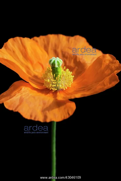 : Poppy, Papaver nudicaule, Papaver croceum, Icelandic poppy : Poppy, Papaver nudicaule, Papaver croceum, Icelandic poppy