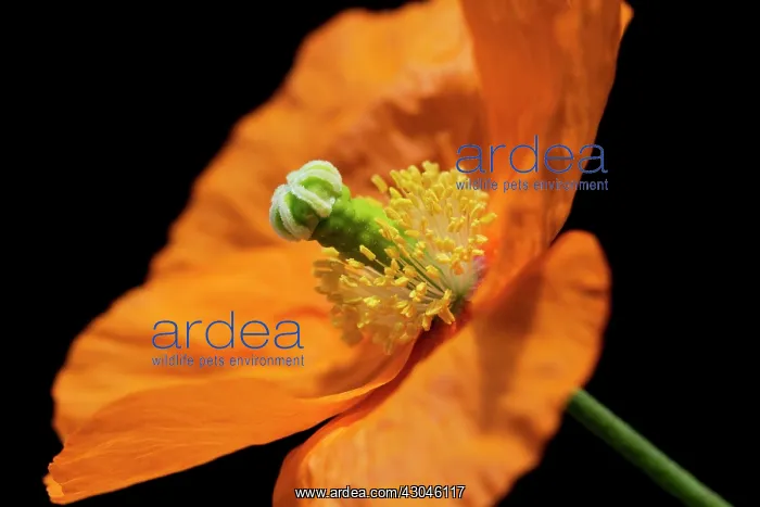 : Poppy, Papaver nudicaule, Papaver croceum, Icelandic poppy : Poppy, Papaver nudicaule, Papaver croceum, Icelandic poppy