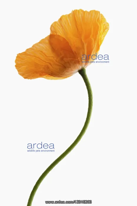  : Poppy, Papaver nudicaule, Papaver croceum, Icelandic poppy