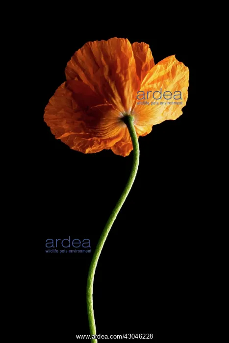 : Poppy, Papaver nudicaule, Papaver croceum, Icelandic poppy : Poppy, Papaver nudicaule, Papaver croceum, Icelandic poppy