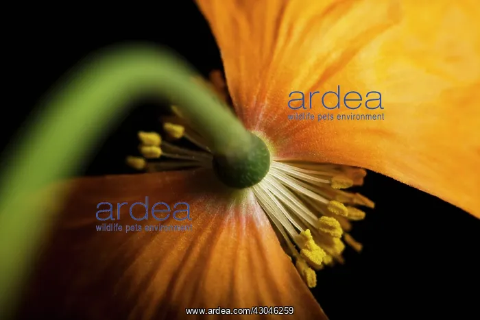 : Poppy, Papaver nudicaule, Papaver croceum, Icelandic poppy : Poppy, Papaver nudicaule, Papaver croceum, Icelandic poppy