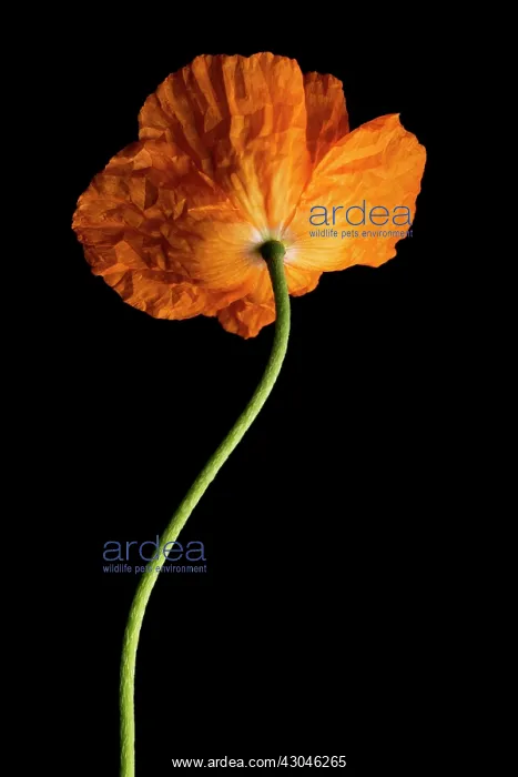 : Poppy, Papaver nudicaule, Papaver croceum, Icelandic poppy : Poppy, Papaver nudicaule, Papaver croceum, Icelandic poppy