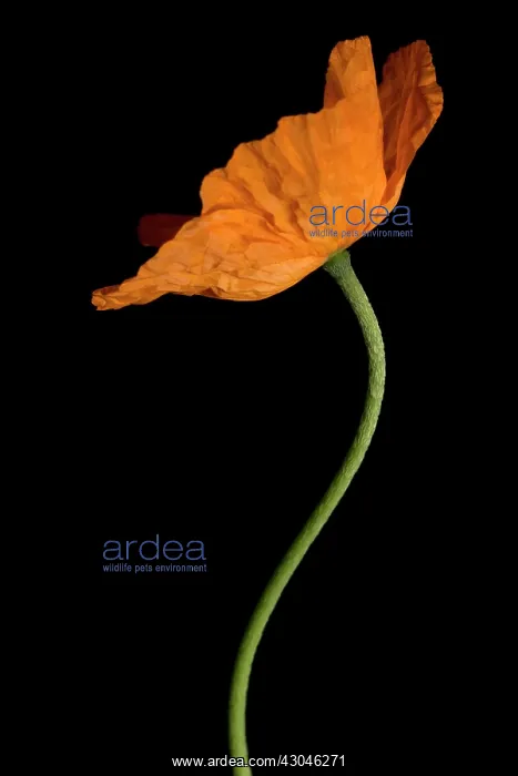 : Poppy, Papaver nudicaule, Papaver croceum, Icelandic poppy : Poppy, Papaver nudicaule, Papaver croceum, Icelandic poppy