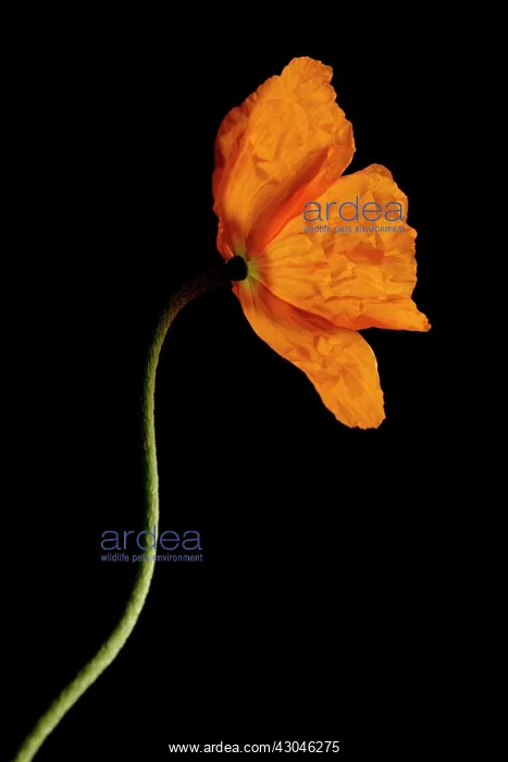 : Poppy, Papaver nudicaule, Papaver croceum, Icelandic poppy : Poppy, Papaver nudicaule, Papaver croceum, Icelandic poppy