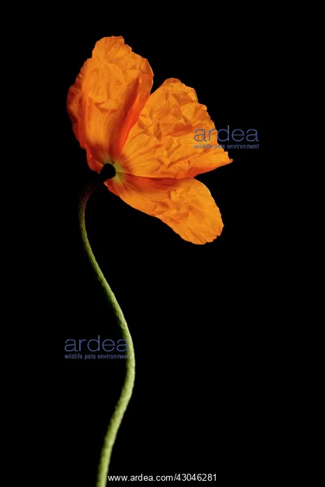 : Poppy, Papaver nudicaule, Papaver croceum, Icelandic poppy : Poppy, Papaver nudicaule, Papaver croceum, Icelandic poppy