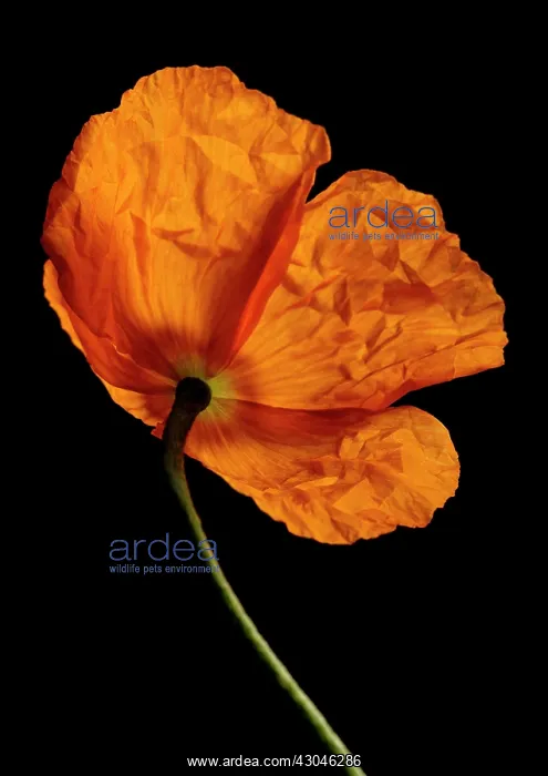 : Poppy, Papaver nudicaule, Papaver croceum, Icelandic poppy : Poppy, Papaver nudicaule, Papaver croceum, Icelandic poppy