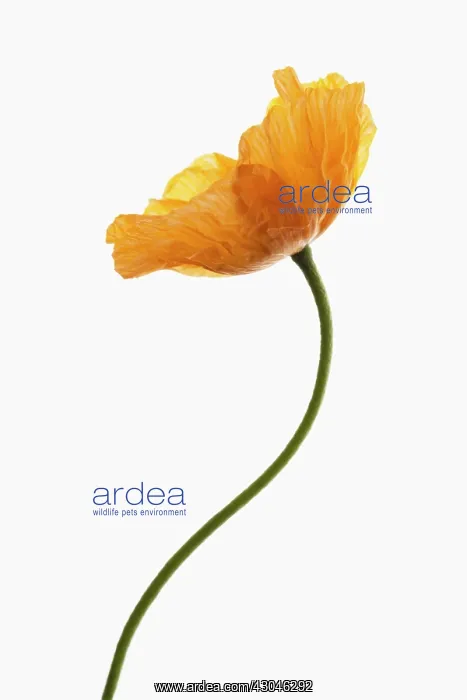 : Poppy, Papaver nudicaule, Papaver croceum, Icelandic poppy : Poppy, Papaver nudicaule, Papaver croceum, Icelandic poppy