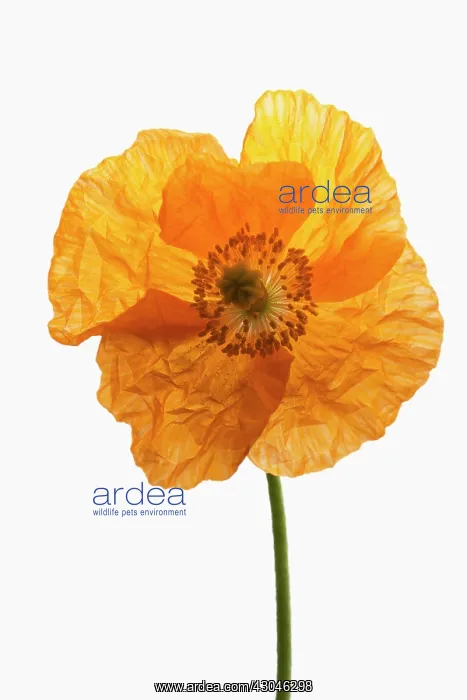 : Poppy, Papaver nudicaule, Papaver croceum, Icelandic poppy : Poppy, Papaver nudicaule, Papaver croceum, Icelandic poppy