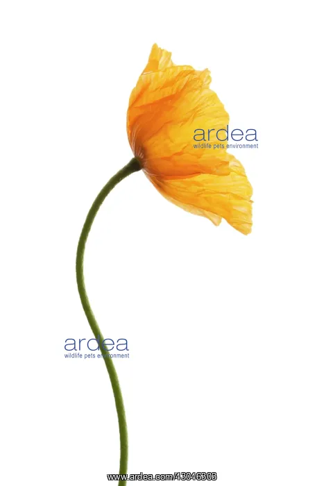 : Poppy. Papaver nudicaule, Papaver croceum, Icelandic poppy : Poppy. Papaver nudicaule, Papaver croceum, Icelandic poppy
