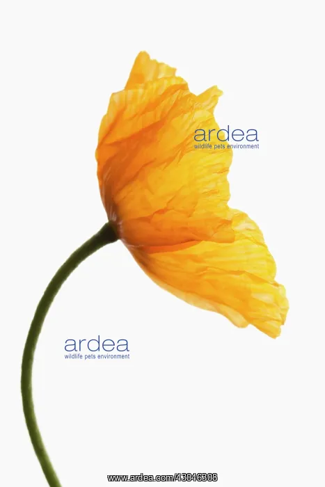 : Poppy, Papaver nudicaule, Papaver croceum, Icelandic poppy : Poppy, Papaver nudicaule, Papaver croceum, Icelandic poppy