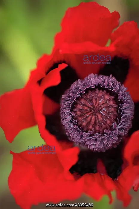 : Poppy, Papaver orientale, Oriental poppy : Poppy, Papaver orientale, Oriental poppy