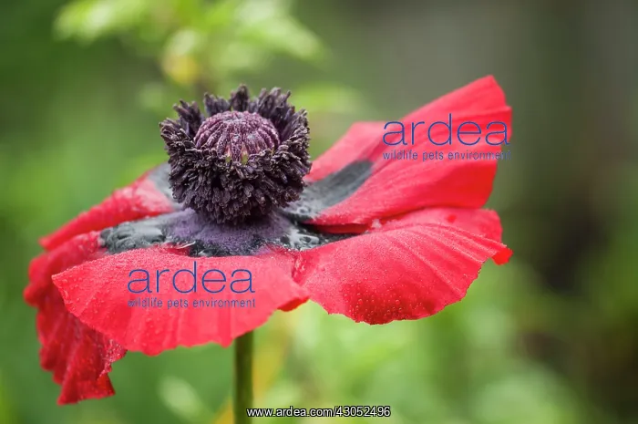 : Poppy, Papaver orientale, Oriental poppy : Poppy, Papaver orientale, Oriental poppy