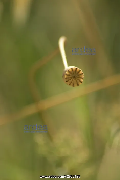 : Poppy, Papaver rhoeas : Poppy, Papaver rhoeas