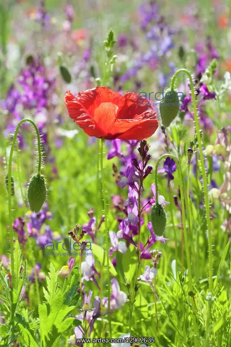 : Poppy, Papaver rhoeas : Poppy, Papaver rhoeas