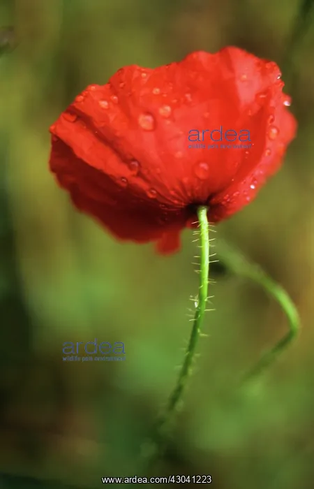 : Poppy, Papaver rhoeas : Poppy, Papaver rhoeas