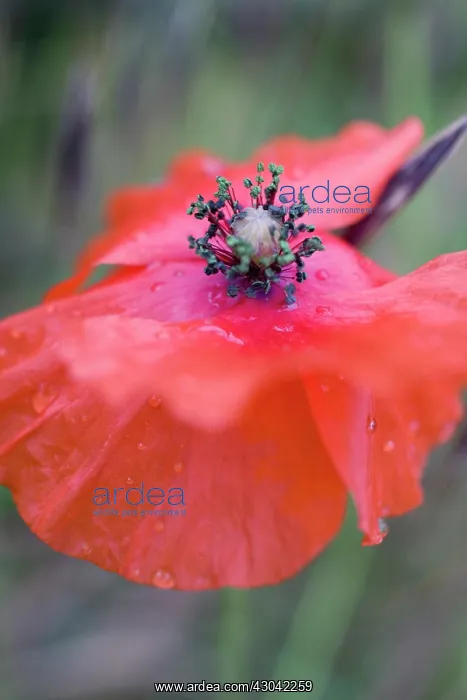 : Poppy, Papaver rhoeas : Poppy, Papaver rhoeas