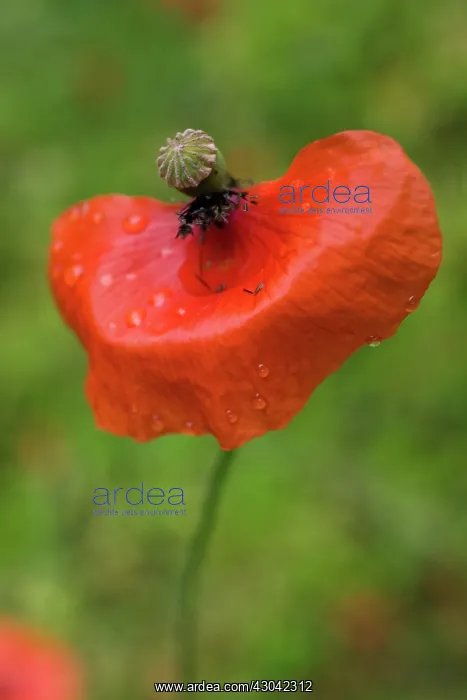 : Poppy, Papaver rhoeas : Poppy, Papaver rhoeas