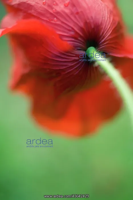  : Poppy, Papaver rhoeas