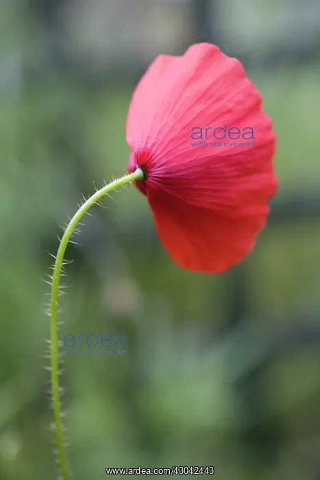 : Poppy, Papaver rhoeas : Poppy, Papaver rhoeas