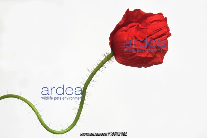 : Poppy, Papaver rhoeas : Poppy, Papaver rhoeas