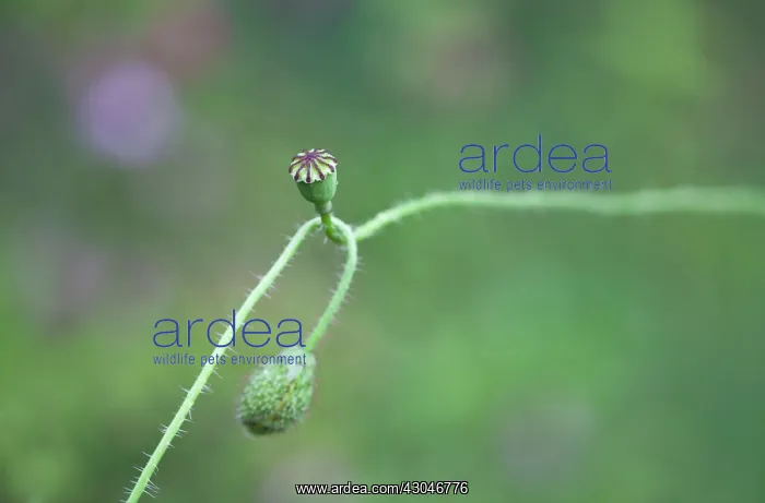 : Poppy, Papaver rhoeas : Poppy, Papaver rhoeas