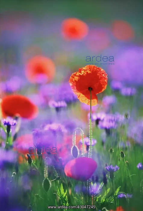 : Poppy, Papaver rhoeas : Poppy, Papaver rhoeas